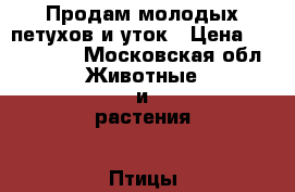 Продам молодых петухов и уток › Цена ­ 800-1200 - Московская обл. Животные и растения » Птицы   